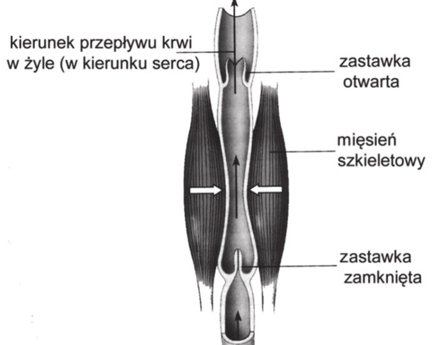 schemat odcinka żyły kończyny dolnej otoczonej mięśniem szkieletowym. Strzałka u góry wskazuje kierunek przepływu krwi w żyle (w kierunku serca), w górnej części żyły opisano zastawkę otwartą, poniżej zastawkę zamkniętą, a poziome strzałki po bokach pokazują ucisk kurczącego się mięśnia szkieletowego na ścianę żyły