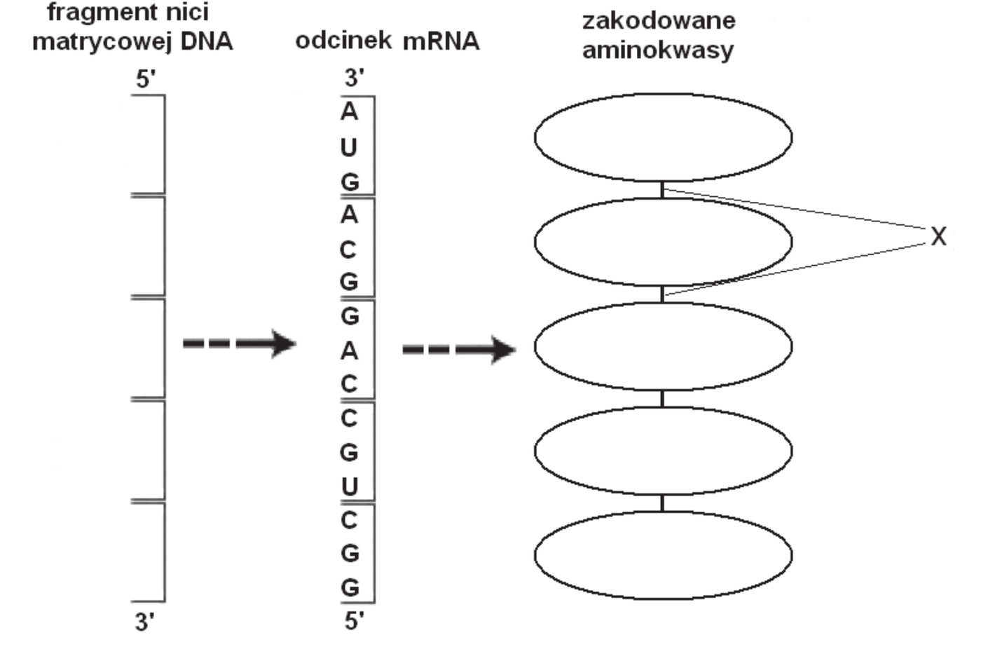 schemat złożony z trzech kolumn. Pierwsza kolumna, opisana jako fragment nici matrycowej DNA, jest pusta i biegnie od końca 5' u góry do końca 3' u dołu. Druga kolumna, opisana jako odcinek mRNA, biegnie od końca 3' u góry do końca 5' u dołu i zawiera kolejno nukleotydy A, U, G, A, C, G, G, A, C, C, G, U, C, G, G pogrupowane w pięć kodonów. Trzecia kolumna, opisana jako zakodowane aminokwasy, to pięć pustych owali połączonych kreskami; kreska między drugim a trzecim owalem jest wskazana literą X