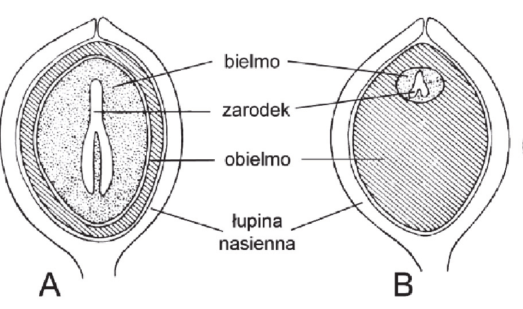 przekroje podłużne dwóch nasion. W nasieniu A opisano bielmo (gruba warstwa wypełniająca wnętrze), zarodek, obielmo (cienka warstwa) i łupinę nasienną. W nasieniu B ten sam układ warstw, ale to obielmo zajmuje niemal całe wnętrze nasienia, a zarodek jest mały i położony przy szczycie nasienia