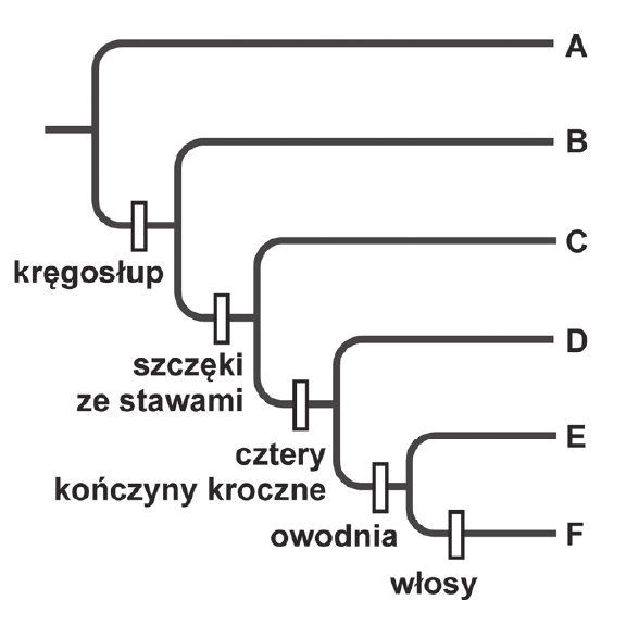 drzewo filogenetyczne strunowców z grupami oznaczonymi literami A-F i cechami zaznaczonymi na gałęziach
