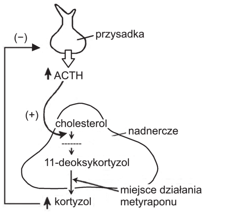 schemat osi podwzgórze - przysadka - kora nadnerczy z ujemnym sprzężeniem zwrotnym; zaznaczono szlak cholesterol -> 11-deoksykortyzol -> kortyzol oraz miejsce, w którym metyrapon blokuje enzym przekształcający 11-deoksykortyzol w kortyzol