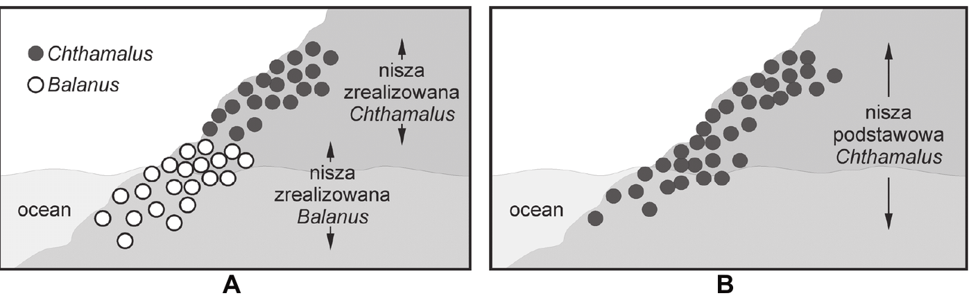 rysunki A i B przedstawiające pionowy przekrój przez zalewaną wodą skałę z zaznaczonymi zakresami występowania obu gatunków pąkli. Rysunek A - stan wyjściowy: Chthamalus stellatus wyżej, Balanus balanoides niżej. Rysunek B - po usunięciu B. balanoides: C. stellatus zajmuje także niższe partie skały