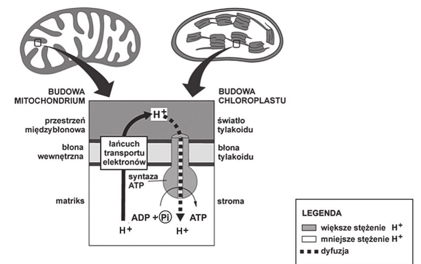 schemat chemiosmozy w mitochondrium i w chloroplaście - łańcuch przenośników elektronów w błonie, pompowanie protonów na drugą stronę błony i syntaza ATP wykorzystująca powrotny przepływ protonów