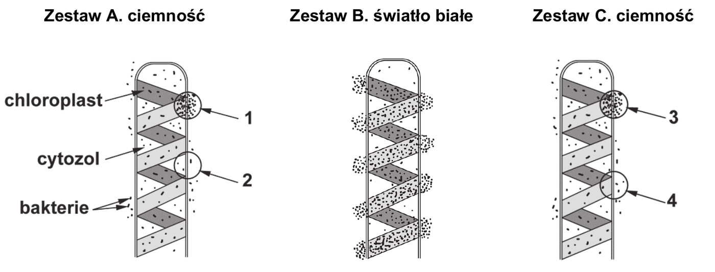 rysunki trzech zestawów doświadczalnych. Zestaw A (ciemność, dwa punkty oświetlone światłem białym) - bakterie skupione tylko przy jednym z oświetlonych miejsc (1), tam gdzie znajduje się chloroplast. Zestaw B (całe pole oświetlone światłem białym) - bakterie skupione wzdłuż spiralnego chloroplastu. Zestaw C (ciemność, punkt 3 oświetlony światłem czerwonym, punkt 4 - zielonym) - bakterie skupione tylko przy miejscu oświetlonym światłem czerwonym