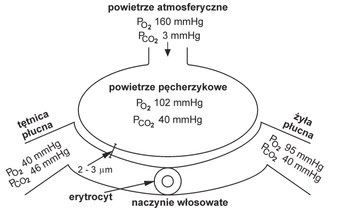 schemat pęcherzyka płucnego oplecionego naczyniem włosowatym, z podanymi wartościami ciśnień parcjalnych tlenu i dwutlenku węgla (w mm Hg) w powietrzu atmosferycznym, w powietrzu pęcherzykowym oraz we krwi tętnicy płucnej i żyły płucnej