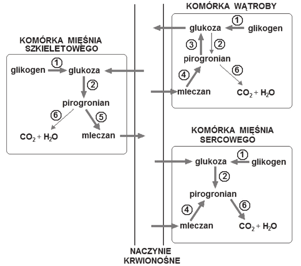 schemat z trzema ramkami połączonymi z pionowym pasem opisanym NACZYNIE KRWIONOŚNE. Ramka KOMÓRKA MIĘŚNIA SZKIELETOWEGO: glikogen -(1)-> glukoza -(2)-> pirogronian, a od pirogronianu strzałki -(6)-> CO2 + H2O oraz -(5)-> mleczan, przy czym glukoza jest też dostarczana z naczynia krwionośnego, a mleczan do niego oddawany. Ramka KOMÓRKA WĄTROBY: glikogen -(1)-> glukoza, między glukozą a pirogronianem dwie strzałki: -(2)-> w dół i -(3)-> w górę, mleczan -(4)-> pirogronian, pirogronian -(6)-> CO2 + H2O; mleczan dopływa z naczynia krwionośnego, a glukoza jest do niego oddawana. Ramka KOMÓRKA MIĘŚNIA SERCOWEGO: glikogen -(1)-> glukoza -(2)-> pirogronian, mleczan -(4)-> pirogronian, pirogronian -(6)-> CO2 + H2O; glukoza i mleczan dopływają z naczynia krwionośnego
