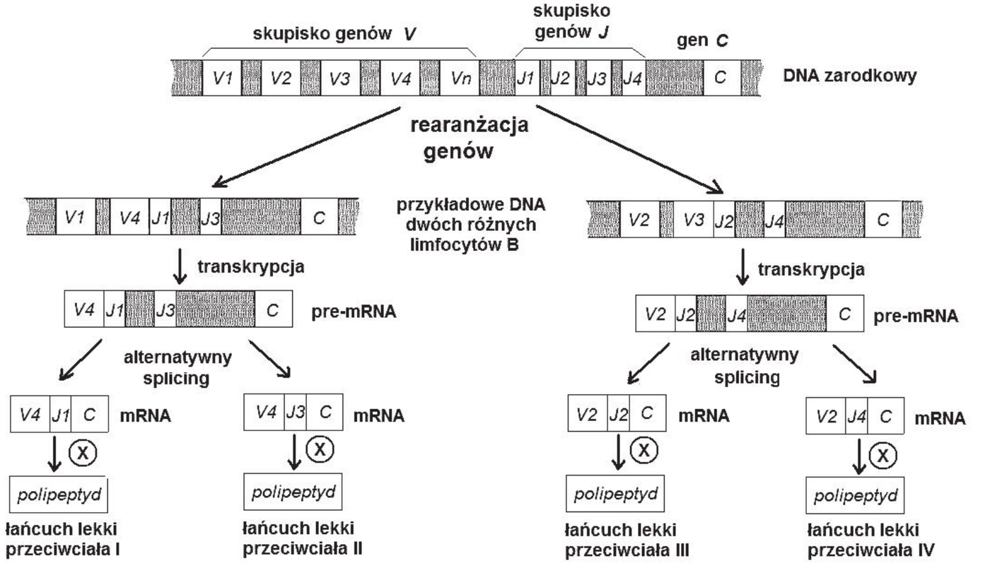 schemat wytwarzania łańcuchów lekkich przeciwciał. U góry odcinek opisany „DNA zarodkowy” ze skupiskiem genów V (V1, V2, V3, V4, ... Vn), skupiskiem genów J (J1, J2, J3, J4) i genem C. Strzałki opisane „rearanżacja genów” prowadzą do dwóch różnych cząsteczek DNA dwóch różnych limfocytów B: pierwsza zawiera V1, V4, J1, J3 i C, druga - V2, V3, J2, J4 i C. Od każdej z nich strzałka opisana „transkrypcja” prowadzi do pre-mRNA, a od pre-mRNA dwie strzałki opisane „alternatywny splicing” prowadzą do dwóch różnych cząsteczek mRNA (odpowiednio V4 J1 C i V4 J3 C oraz V2 J2 C i V2 J4 C). Od każdej cząsteczki mRNA strzałka oznaczona literą X prowadzi do polipeptydu, opisanego jako łańcuch lekki przeciwciała I, II, III i IV