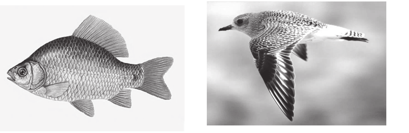 rysunek karasia - ryby o bocznie spłaszczonym, wrzecionowatym, opływowym ciele pokrytym dachówkowato ułożonymi łuskami, oraz fotografia siewnicy (Pluvialis squatarola) w locie - ptaka o opływowym, zaostrzonym z przodu ciele pokrytym dachówkowato ułożonymi piórami