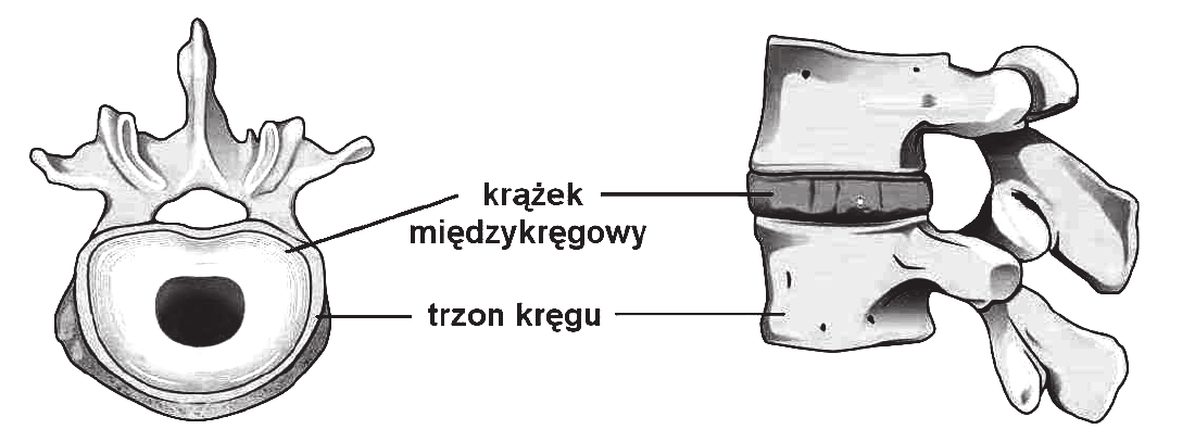 rysunek kręgu lędźwiowego widzianego od góry, z zaznaczonym masywnym trzonem kręgu, oraz rysunek dwóch kręgów lędźwiowych w widoku z boku z krążkiem międzykręgowym leżącym między ich trzonami