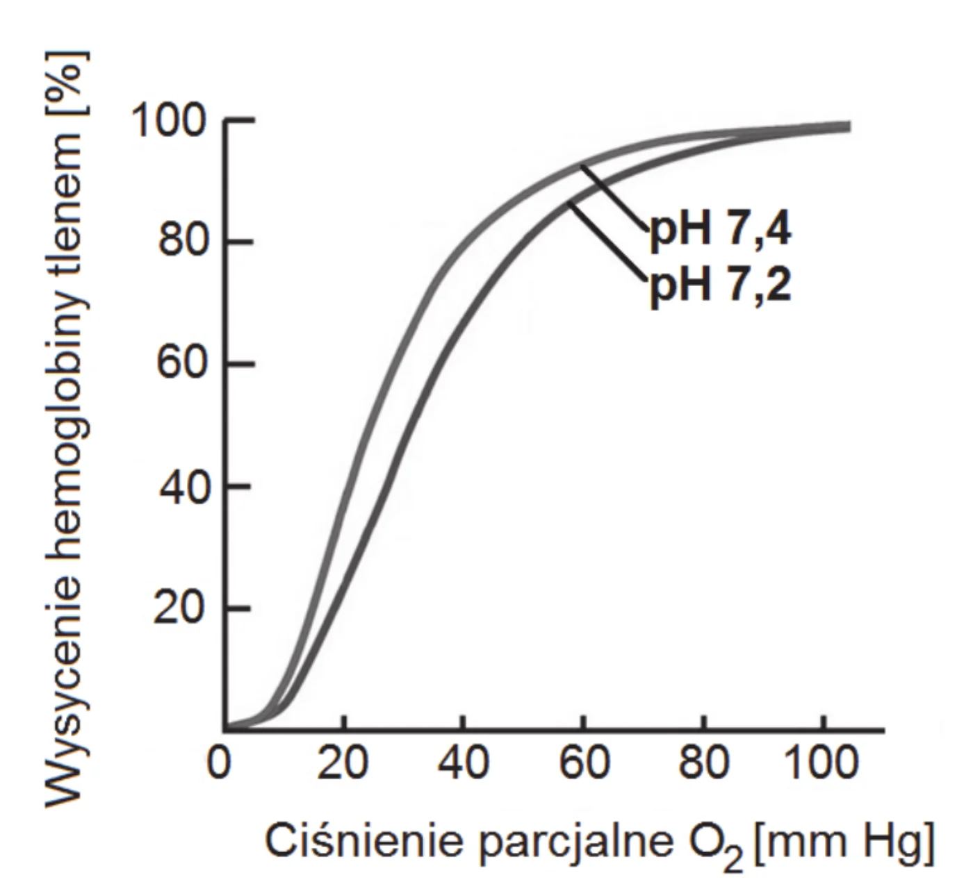 wykres dwóch krzywych wysycenia hemoglobiny tlenem, opisanych pH 7,4 i pH 7,2; oś pozioma: ciśnienie parcjalne O2, mm Hg (0–100), oś pionowa: wysycenie hemoglobiny tlenem, % (0–100)