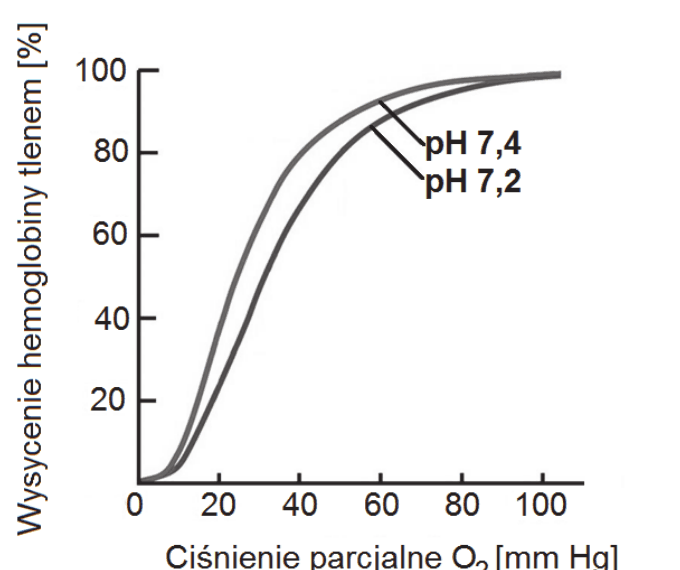 wykres z dwiema sigmoidalnymi krzywymi wysycenia hemoglobiny tlenem [%