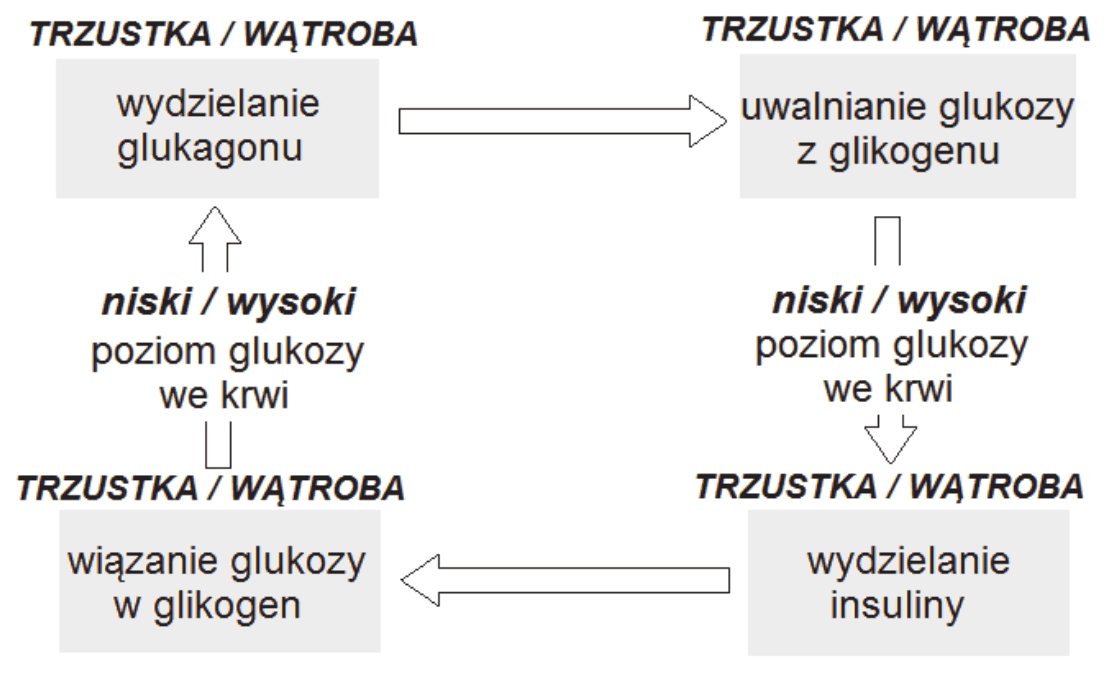 schemat w postaci zamkniętego cyklu z czterema polami. Lewe górne pole: TRZUSTKA / WĄTROBA - "wydzielanie glukagonu", strzałka prowadzi z niego w prawo do prawego górnego pola: TRZUSTKA / WĄTROBA - "uwalnianie glukozy z glikogenu". Z prawego górnego pola strzałka prowadzi w dół do napisu: niski / wysoki poziom glukozy we krwi, a stamtąd do prawego dolnego pola: TRZUSTKA / WĄTROBA - "wydzielanie insuliny". Z prawego dolnego pola strzałka prowadzi w lewo do lewego dolnego pola: TRZUSTKA / WĄTROBA - "wiązanie glukozy w glikogen", a stamtąd w górę do napisu: niski / wysoki poziom glukozy we krwi i dalej do lewego górnego pola