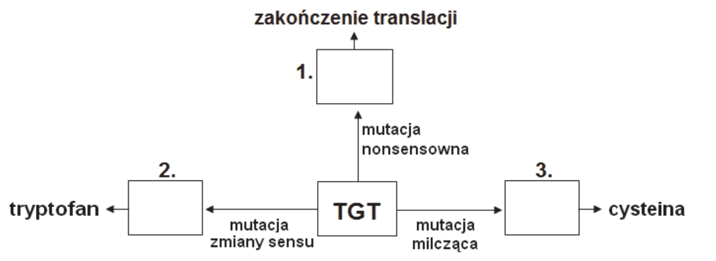 schemat, w którego środku znajduje się sekwencja TGT. Strzałka w górę opisana „mutacja nonsensowna” prowadzi do pustego pola 1., nad którym widnieje napis „zakończenie translacji”. Strzałka w lewo opisana „mutacja zmiany sensu” prowadzi do pustego pola 2., a z niego strzałka do napisu „tryptofan”. Strzałka w prawo opisana „mutacja milcząca” prowadzi do pustego pola 3., a z niego strzałka do napisu „cysteina”