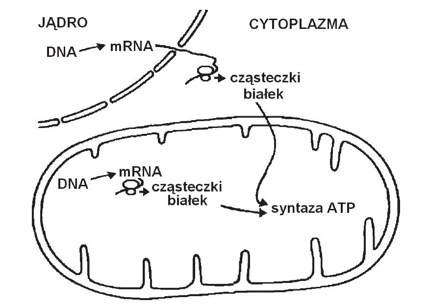 schemat komórki z zaznaczonym jądrem i cytoplazmą oraz mitochondrium. W jądrze z DNA powstaje mRNA, które przechodzi do cytoplazmy, gdzie na rybosomie powstają cząsteczki białek; strzałka prowadzi od nich w głąb mitochondrium do syntazy ATP osadzonej w błonie wewnętrznej. Wewnątrz mitochondrium z własnego DNA również powstaje mRNA i na własnych rybosomach - cząsteczki białek, od których strzałka prowadzi do tej samej syntazy ATP