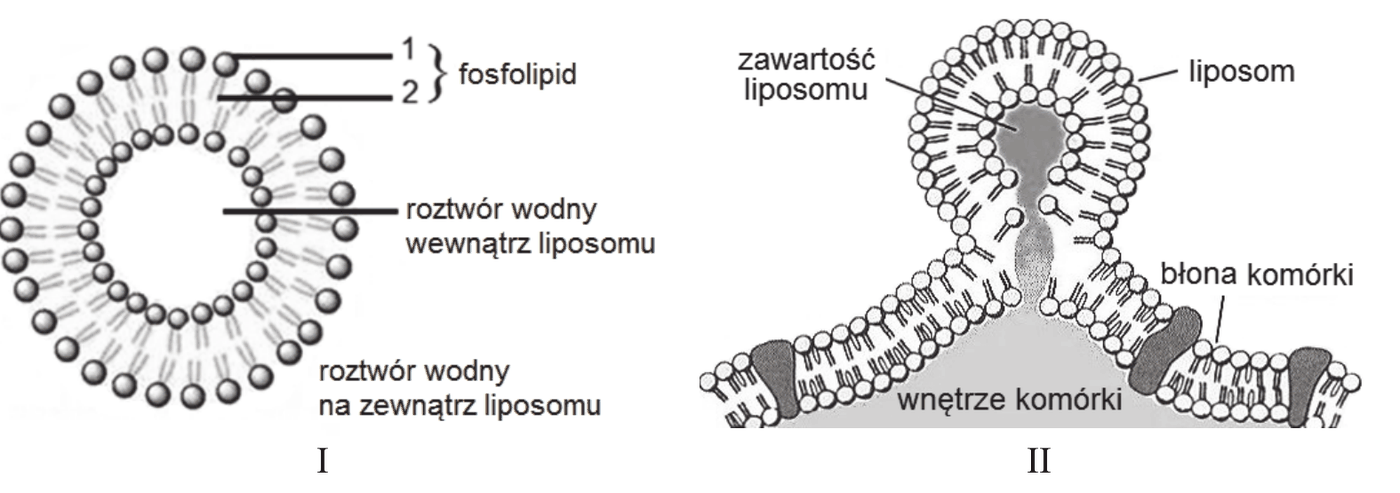 rysunek I - przekrój liposomu zbudowanego z dwuwarstwy fosfolipidowej, z zaznaczonymi częściami 1 i 2 cząsteczki fosfolipidu; rysunek II - fuzja liposomu z błoną komórki i uwolnienie zawartości liposomu do wnętrza komórki