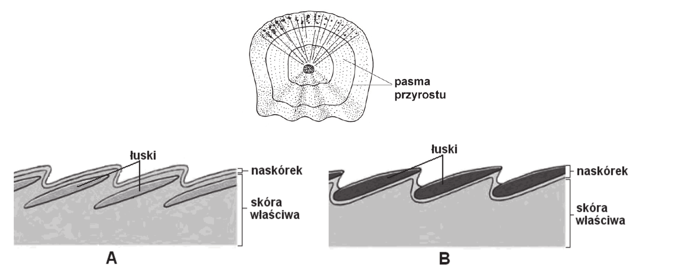 schemat A - przekrój przez skórę, w którym łuski leżą w skórze właściwej i są przykryte cienkim naskórkiem; schemat B - przekrój przez skórę, w którym łuski są wytworami naskórka leżącymi nad skórą właściwą