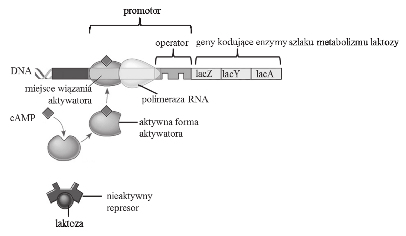 schemat operonu laktozowego - odcinek DNA z zaznaczonym promotorem, w obrębie którego znajduje się miejsce wiązania aktywatora, dalej operator oraz geny kodujące enzymy szlaku metabolizmu laktozy: lacZ, lacY i lacA; do miejsca wiązania aktywatora przyłączona jest aktywna forma aktywatora, powstająca po połączeniu aktywatora z cAMP, a przy promotorze widoczna jest polimeraza RNA; poniżej przedstawiono nieaktywny represor z przyłączoną cząsteczką laktozy, niezdolny do związania się z operatorem