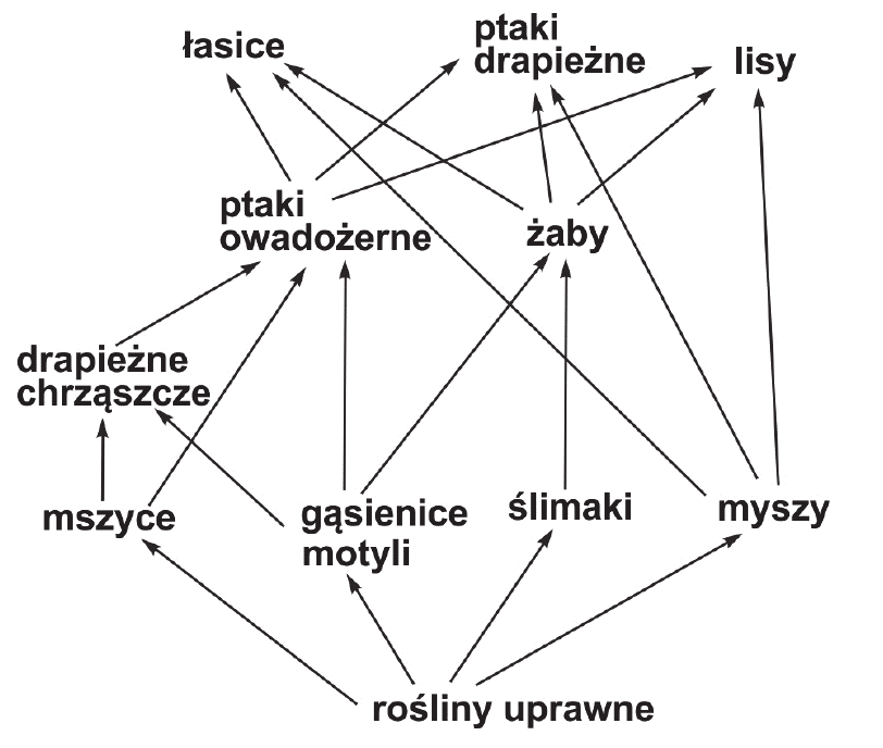 schemat sieci pokarmowej pola uprawnego; u podstawy rośliny uprawne, od których strzałki prowadzą do mszyc, gąsienic motyli, ślimaków i myszy; od mszyc strzałki prowadzą do drapieżnych chrząszczy i ptaków owadożernych, od gąsienic motyli - do ptaków owadożernych i żab, od ślimaków - do żab, a od myszy - do żab, ptaków drapieżnych i lisów; od drapieżnych chrząszczy strzałki biegną do ptaków owadożernych i żab; od ptaków owadożernych i od żab strzałki prowadzą do łasic, ptaków drapieżnych i lisów, a od łasic - do ptaków drapieżnych i lisów