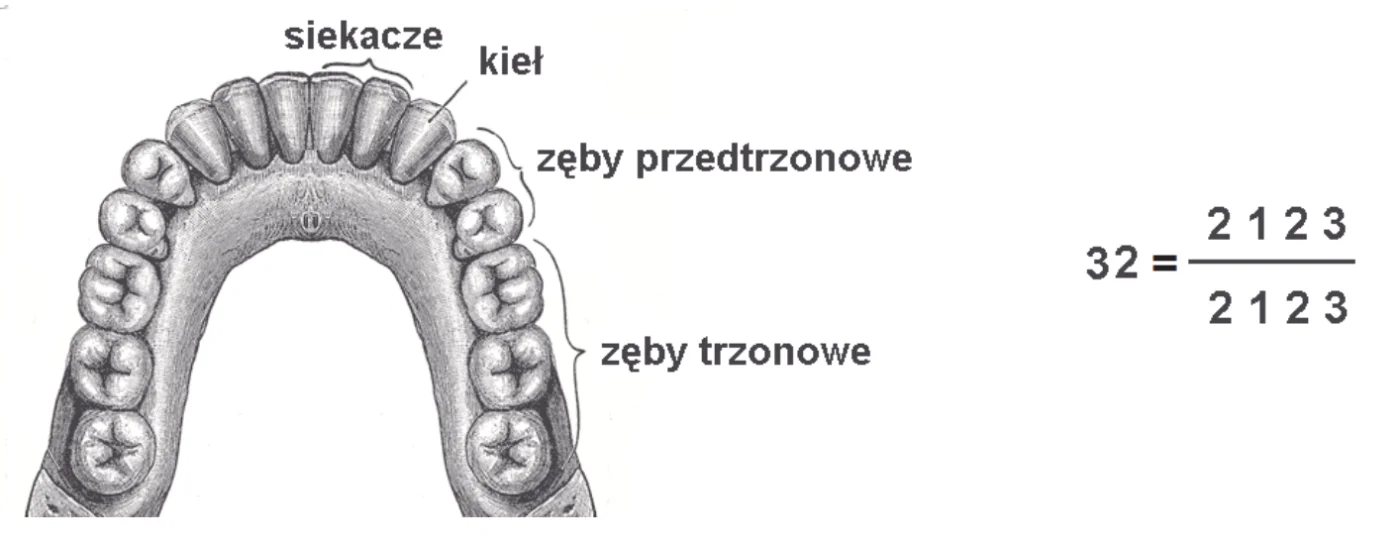 rysunek łuku zębowego żuchwy człowieka z opisanymi siekaczami, kłem, zębami przedtrzonowymi i zębami trzonowymi; obok wzór zębowy uzębienia stałego: 32 = ułamek z cyframi 2 1 2 3 nad kreską i 2 1 2 3 pod kreską