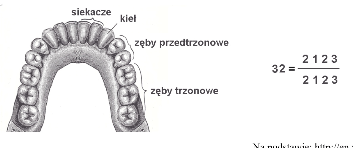 rysunek łuku zębowego żuchwy człowieka z opisanymi rodzajami zębów: siekaczami, kłami, zębami przedtrzonowymi i trzonowymi, przy czym zęby trzonowe są duże, masywne i mają guzkowaną powierzchnię żującą; obok zapis wzoru zębowego uzębienia stałego 2 1 2 3 / 2 1 2 3 = 32