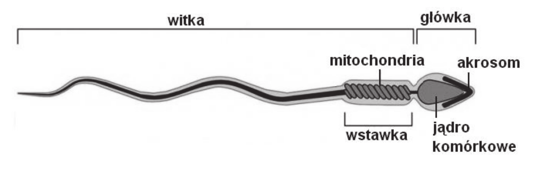 rysunek plemnika człowieka z opisanymi elementami: akrosom na szczycie główki, jądro komórkowe w główce, wstawka z licznymi mitochondriami ułożonymi spiralnie wokół osi oraz witka