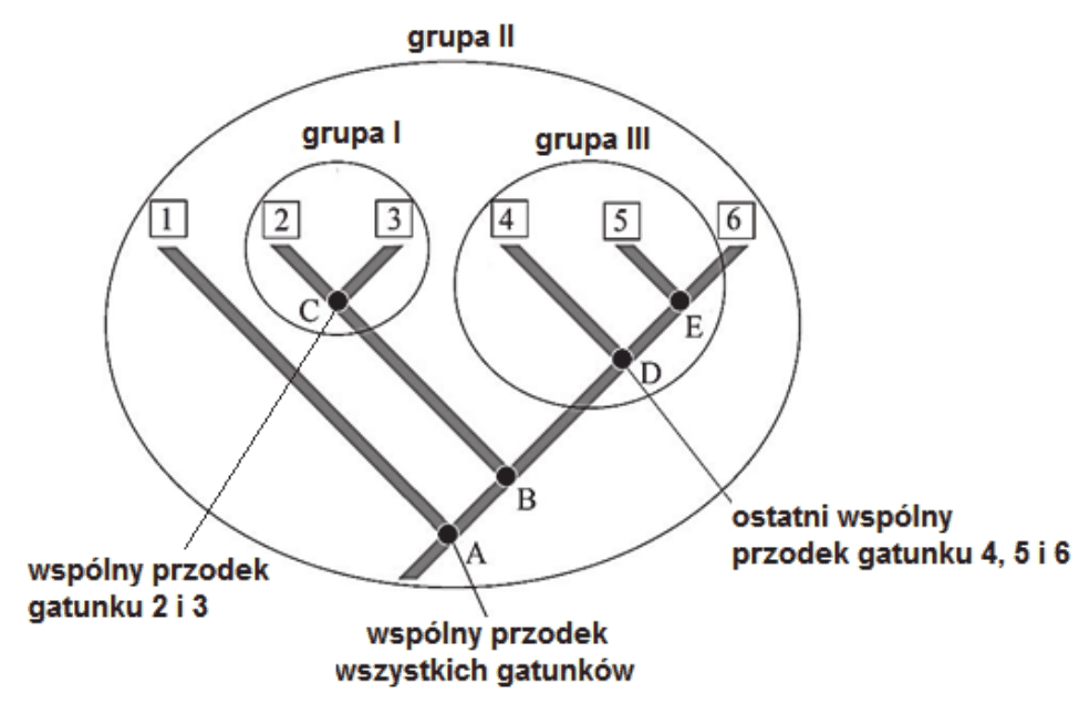 drzewo filogenetyczne z ponumerowanymi gatunkami współczesnymi 1-6 i oznaczonymi literami wspólnymi przodkami; ramkami wyróżniono trzy grupy taksonomiczne: I, II oraz III, przy czym grupa III obejmuje gatunki 4 i 5, ale nie obejmuje gatunku 6, wywodzącego się od tego samego wspólnego przodka D