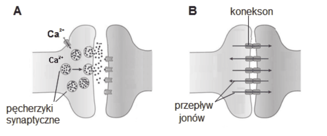 rysunek A - synapsa chemiczna z kolbką synaptyczną, pęcherzykami neuroprzekaźnika, szeroką szczeliną synaptyczną i receptorami błony postsynaptycznej, przekaz jednokierunkowy; rysunek B - synapsa elektryczna, w której błony obu neuronów leżą bardzo blisko siebie i są połączone koneksonami umożliwiającymi przepływ jonów w obu kierunkach