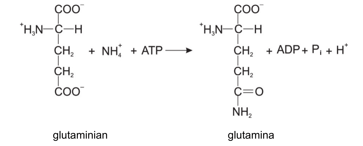 wzory strukturalne ilustrujące reakcję - glutaminian (łańcuch z grupą +H3N-, atomem wodoru przy węglu α oraz dwiema grupami COO-) reaguje z NH4+ i ATP, dając glutaminę (z końcową grupą amidową C=O i NH2) oraz ADP, Pi i H+; pod wzorami umieszczono podpisy „glutaminian” i „glutamina”
