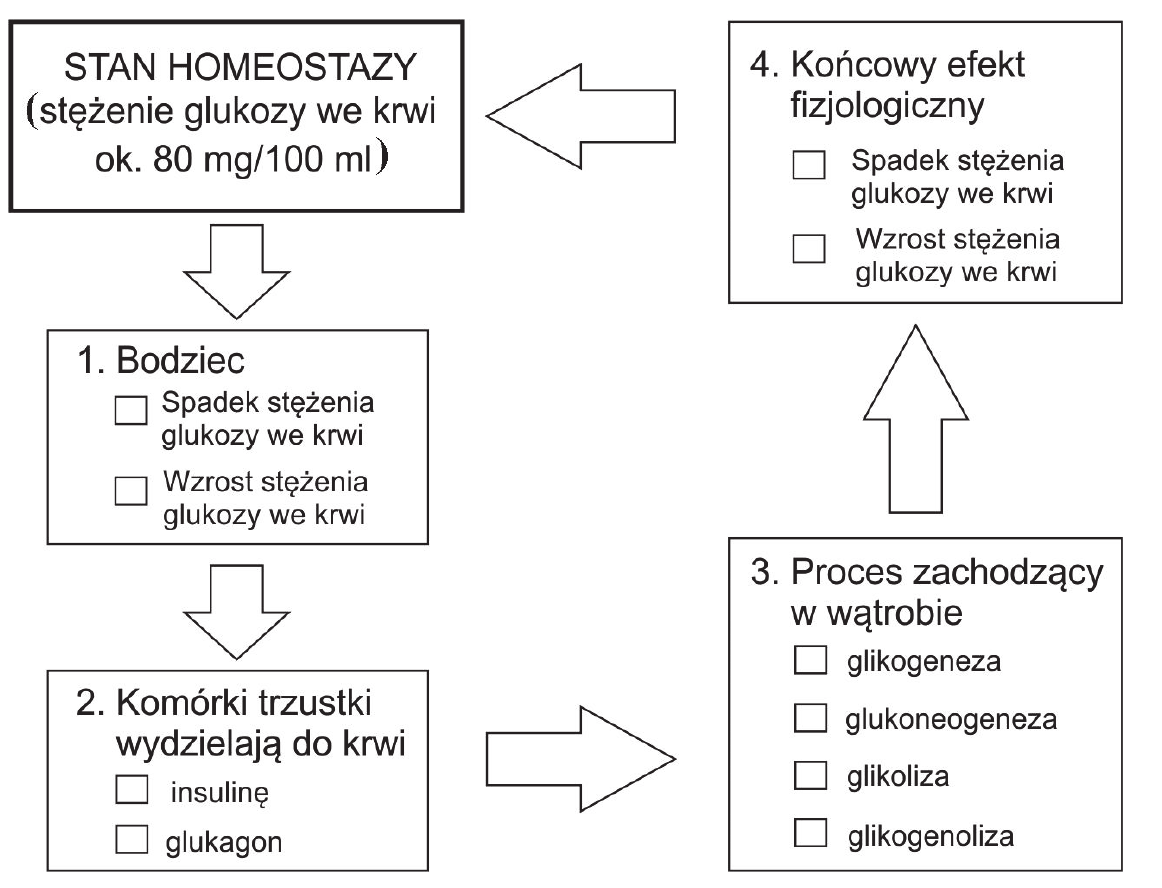 schemat blokowy mechanizmu regulacji stężenia glukozy we krwi. Ramka „STAN HOMEOSTAZY (stężenie glukozy we krwi ok. 80 mg/100 ml)” prowadzi strzałką do ramki 1. Bodziec, w której do wyboru są dwie opcje z kwadracikami: Spadek stężenia glukozy we krwi, Wzrost stężenia glukozy we krwi; dalej strzałka do ramki 2. Komórki trzustki wydzielają do krwi: insulinę, glukagon; dalej strzałka do ramki 3. Proces zachodzący w wątrobie: glikogeneza, glukoneogeneza, glikoliza, glikogenoliza; dalej strzałka do ramki 4. Końcowy efekt fizjologiczny: Spadek stężenia glukozy we krwi, Wzrost stężenia glukozy we krwi, skąd strzałka wraca do ramki STAN HOMEOSTAZY