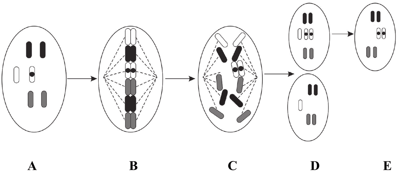 schemat pięciu etapów oznaczonych A-E. A - komórka macierzysta z trzema parami chromosomów homologicznych, w tym parą, w której jeden jasny chromosom niesie recesywny zmutowany allel oznaczony kropką; B - chromosomy ustawione w płaszczyźnie równikowej i połączone włóknami wrzeciona kariokinetycznego; C - chromosomy rozchodzące się do przeciwległych biegunów, przy czym jeden z nich wędruje w całości, niepodzielony na chromatydy; D - dwie komórki potomne, z których górna zawiera w danej parze trzy chromosomy, a dolna dwa; E - komórka powstała z górnej komórki potomnej po zgubieniu dodatkowego chromosomu, homozygotyczna pod względem zmutowanego allelu, dająca początek siatkówczakowi