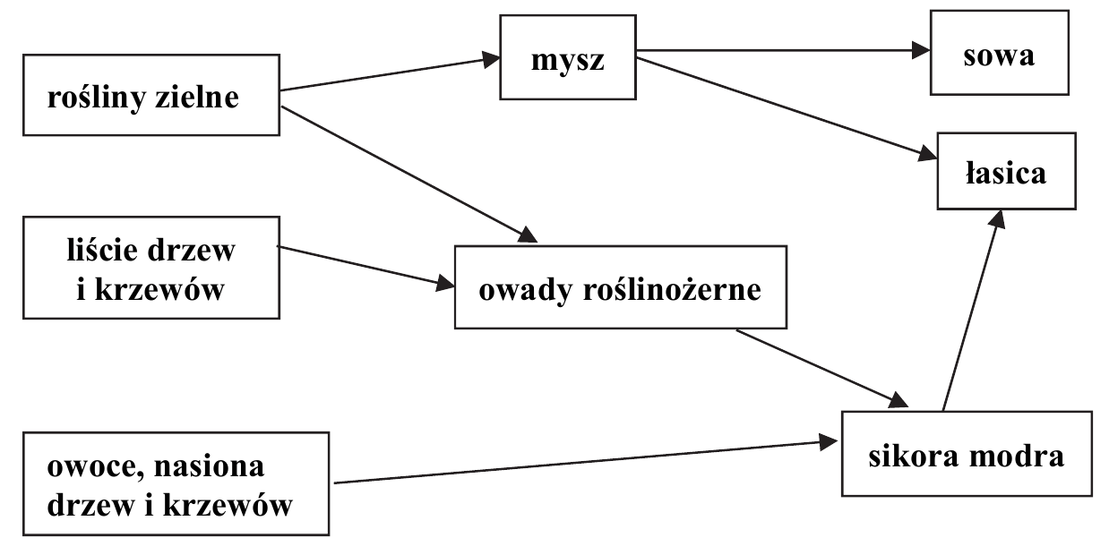 schemat fragmentu sieci troficznej lasu liściastego złożony z ramek połączonych strzałkami. Strzałki prowadzą: od „rośliny zielne” do „mysz” oraz do „owady roślinożerne”; od „liście drzew i krzewów” do „owady roślinożerne”; od „owoce, nasiona drzew i krzewów” do „sikora modra”; od „owady roślinożerne” do „sikora modra”; od „mysz” do „sowa” oraz do „łasica”; od „sikora modra” do „łasica”