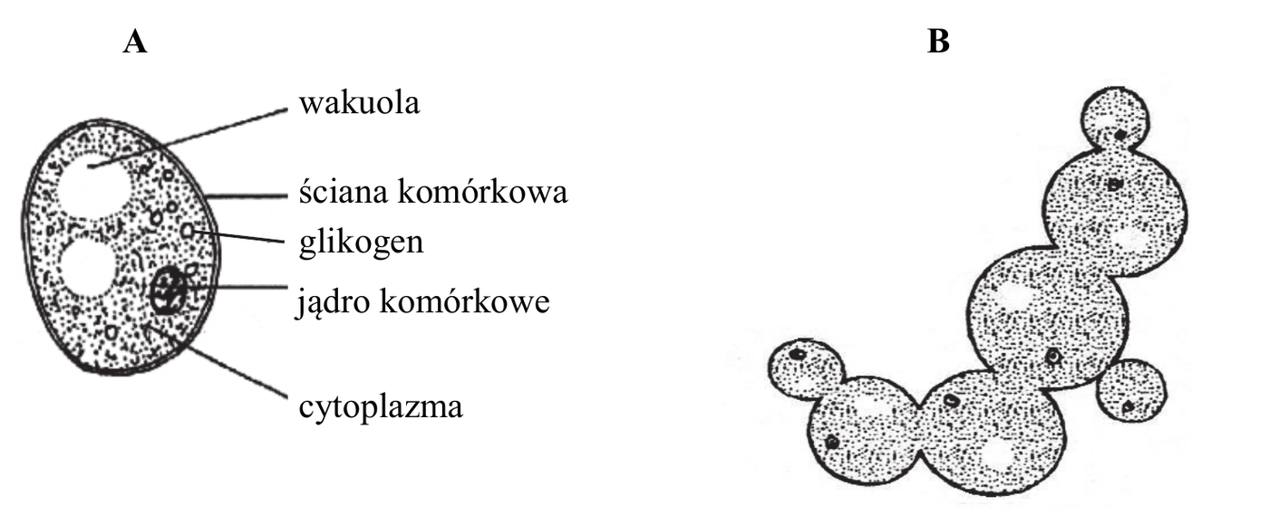 rysunek A - owalna komórka drożdży z opisanymi elementami: wakuola, ściana komórkowa, glikogen, jądro komórkowe i cytoplazma; rysunek B - skupienie kilku owalnych komórek drożdży połączonych ze sobą, ilustrujące rozmnażanie przez pączkowanie