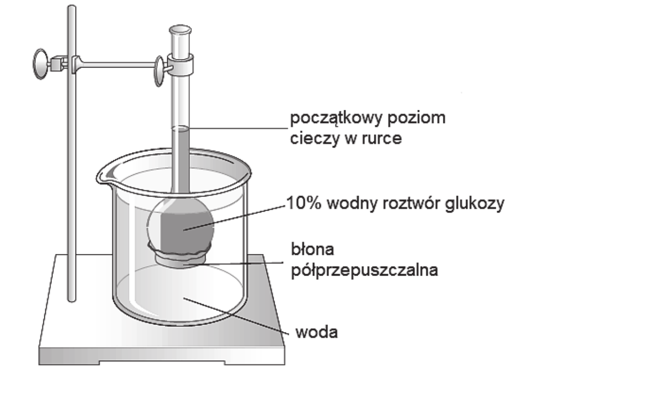 rysunek zestawu doświadczalnego - w zlewce z wodą umieszczono kolbę, której dno stanowi błona półprzepuszczalna; wnętrze kolby wypełnia 10% wodny roztwór glukozy, a z szyjki kolby wyprowadzono pionową rurkę z zaznaczonym początkowym poziomem cieczy