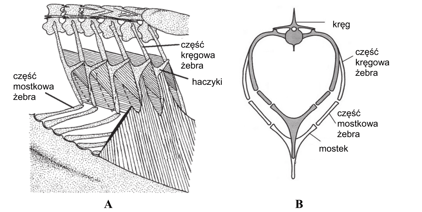 rysunek A - fragment klatki piersiowej ptaka z opisaną częścią kręgową żebra, haczykami i częścią mostkową żebra; rysunek B - przekrój poprzeczny klatki piersiowej z kręgiem, częścią kręgową i mostkową żebra oraz mostkiem, w dwóch nałożonych położeniach: zacienionym na koniec wydechu i niezacienionym pod koniec wdechu, różniących się objętością klatki piersiowej