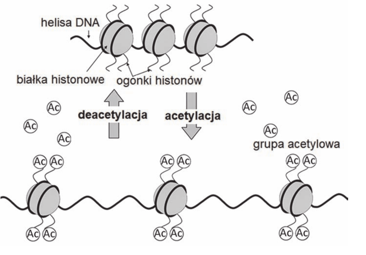 schemat fragmentu chromatyny. U góry helisa DNA nawinięta na białka histonowe z ogonkami histonów, tworząca zwartą strukturę; u dołu ta sama chromatyna z licznymi grupami acetylowymi (Ac) przyłączonymi do ogonków histonów i luźniejszym ułożeniem nukleosomów. Strzałka w dół opisana jest jako acetylacja, a strzałka w górę - jako deacetylacja