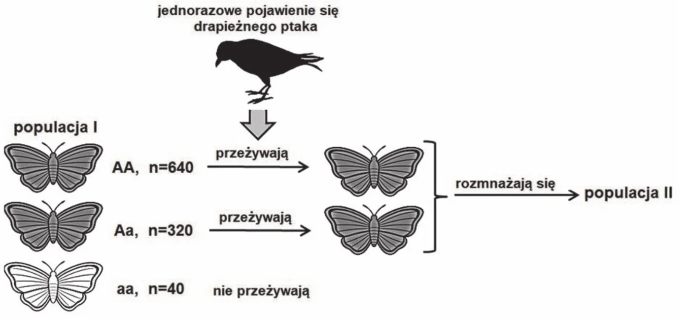 schemat: populacja I złożona z motyli o genotypach AA, Aa i aa, przy każdym genotypie podana liczba osobników n; po jednorazowym pojawieniu się drapieżnego ptaka motyle AA i Aa przeżywają, a motyle aa nie przeżywają; motyle, które przeżyły, rozmnażają się i powstaje populacja II