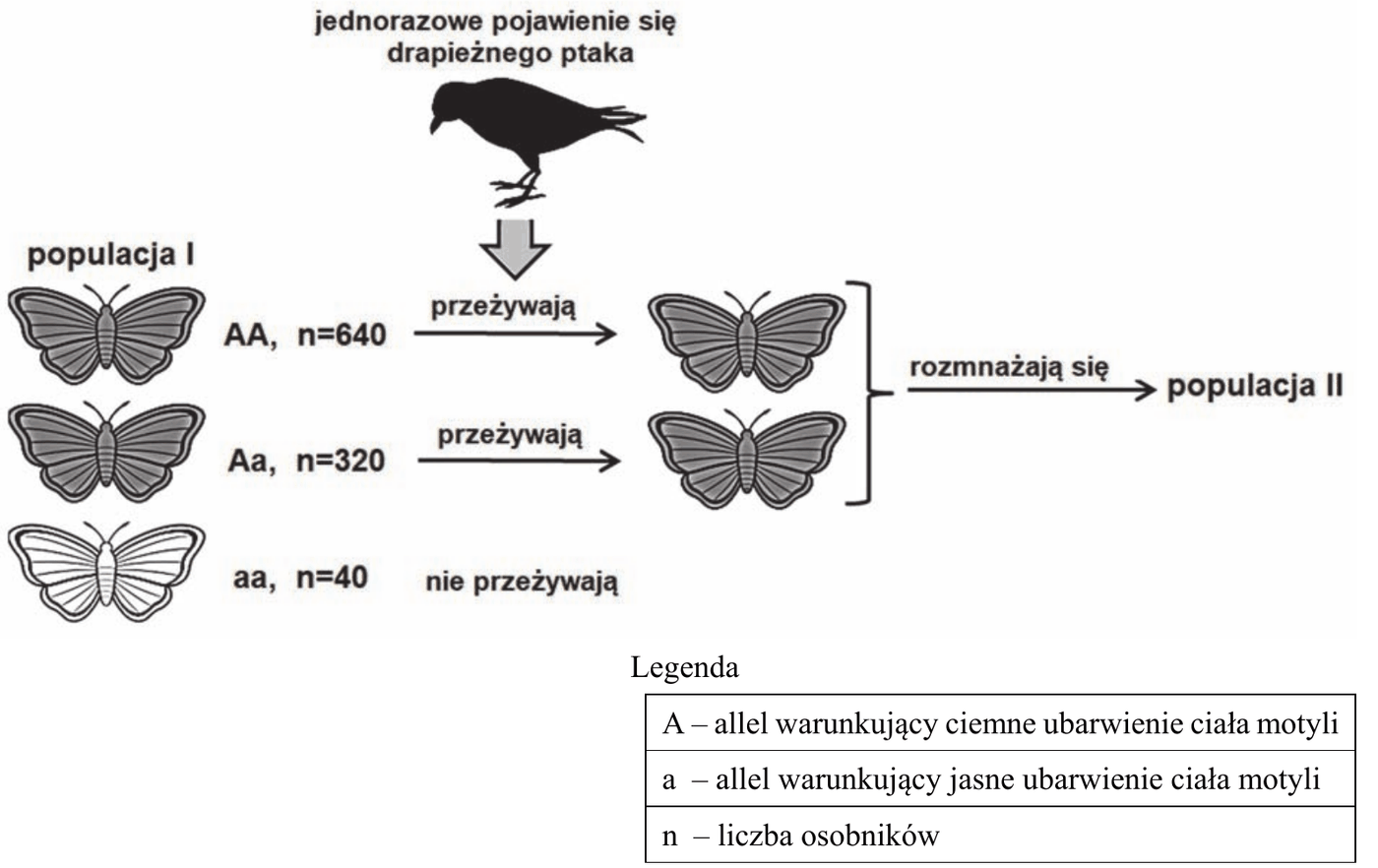 schemat populacji I złożonej z osobników o genotypach AA (n = 640), Aa (n = 320) i aa (n = 40). Po jednorazowym pojawieniu się drapieżnego ptaka osobniki AA i Aa przeżywają, a osobniki aa nie przeżywają; z rozmnażania się ocalałych motyli powstaje populacja II. Legenda: A - allel warunkujący ciemne ubarwienie ciała motyli, a - allel warunkujący jasne ubarwienie ciała motyli, n - liczba osobników