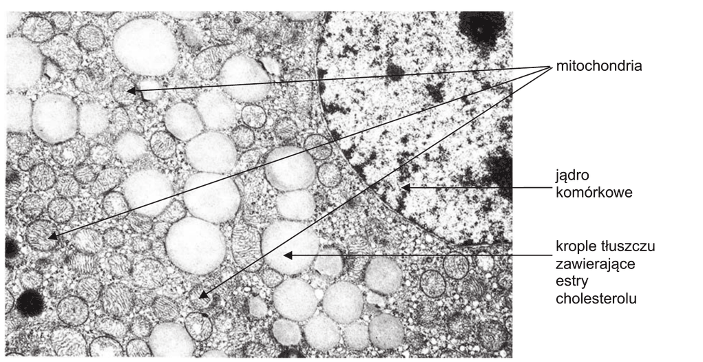 mikrofotografia fragmentu komórki kory nadnerczy z opisanymi strzałkami elementami: liczne mitochondria, jądro komórkowe oraz liczne jasne krople tłuszczu zawierające estry cholesterolu