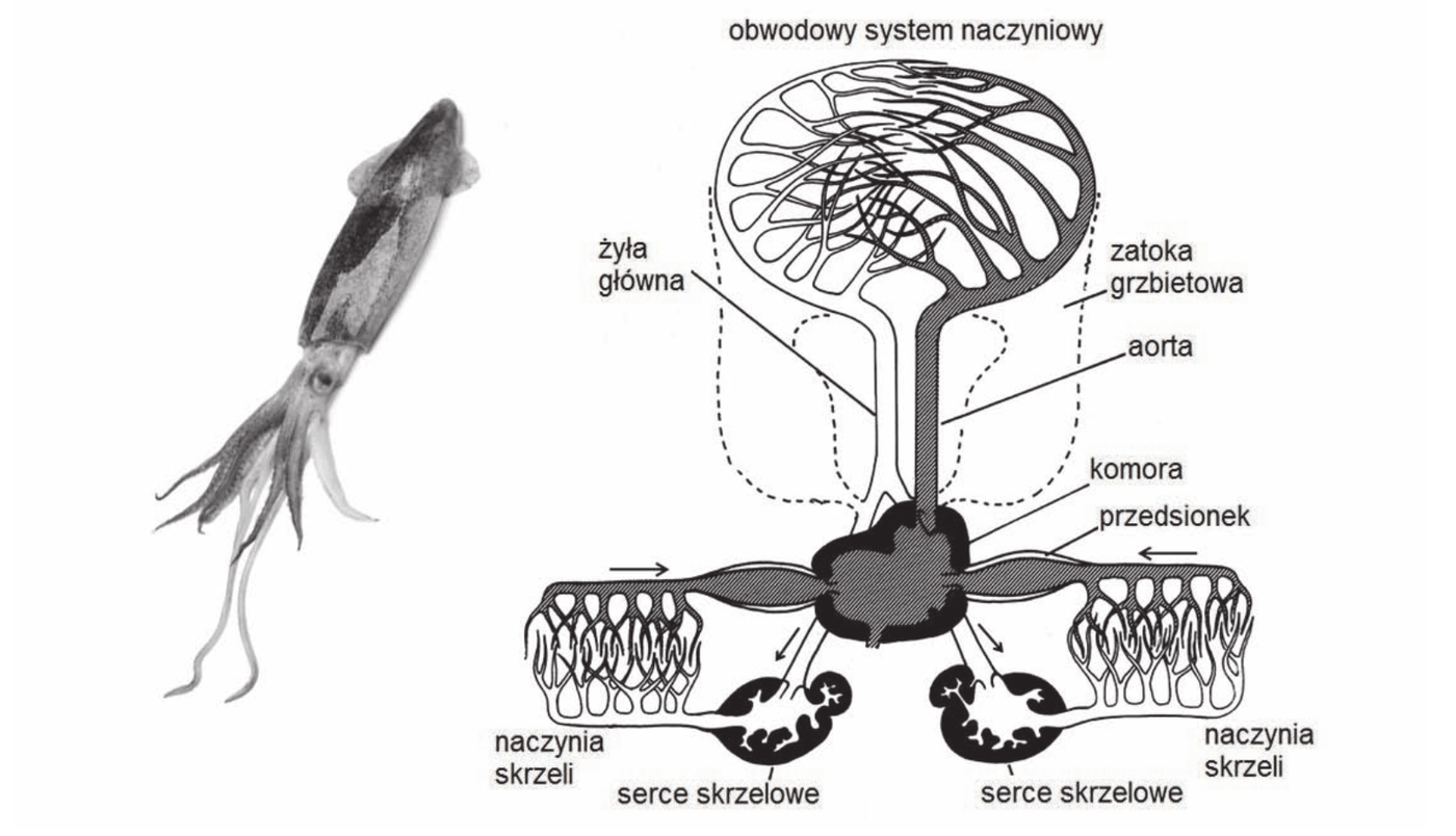 fotografia kalmara oraz schemat układu krwionośnego głowonoga z opisanymi elementami: obwodowy system naczyniowy, żyła główna, zatoka grzbietowa, aorta, komora, przedsionek, dwa serca skrzelowe i naczynia skrzeli. Strzałki wskazują kierunek przepływu krwi, a jasnym i ciemnym kolorem oznaczono krew o różnym stopniu utlenowania; serca skrzelowe tłoczą krew do naczyń skrzeli