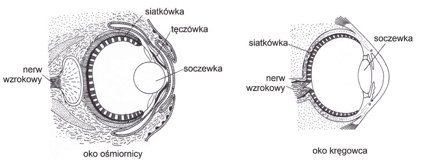 dwa przekroje podłużne oczu. Po lewej oko ośmiornicy z opisanymi elementami: siatkówka, tęczówka, soczewka oraz nerw wzrokowy odchodzący od zewnętrznej strony siatkówki. Po prawej oko kręgowca z opisanymi elementami: siatkówka, soczewka oraz nerw wzrokowy przechodzący przez siatkówkę od strony wewnętrznej. Oba oczy mają podobny ogólny plan budowy: kulistą gałkę, soczewkę z przodu i warstwę światłoczułą wyściełającą wnętrze