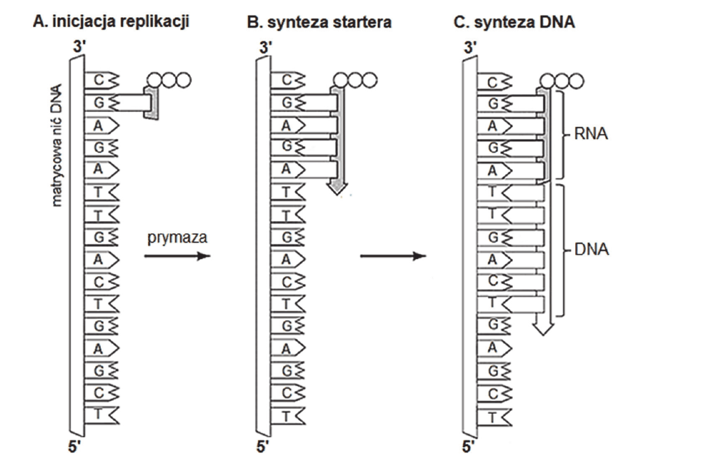 trzy rysunki tego samego fragmentu matrycowej nici DNA, ustawionej pionowo końcem 3’ u góry i 5’ u dołu, z zasadami odczytywanymi od góry: C, G, A, G, A, T, T, G, A, C, T, G, A, G, C, T. Rysunek A „inicjacja replikacji” - do matrycy przyłącza się prymaza (oznaczona kółkami) na wysokości pierwszych nukleotydów. Strzałka z podpisem „prymaza” prowadzi do rysunku B „synteza startera”, na którym prymaza przesuwa się w dół, dobudowując krótki starter. Rysunek C „synteza DNA” przedstawia nić potomną dobudowaną naprzeciw matrycy; klamrą z podpisem RNA objęto odcinek naprzeciw nukleotydów G, A, G, A, a klamrą z podpisem DNA - odcinek naprzeciw nukleotydów T, T, G, A, C, T