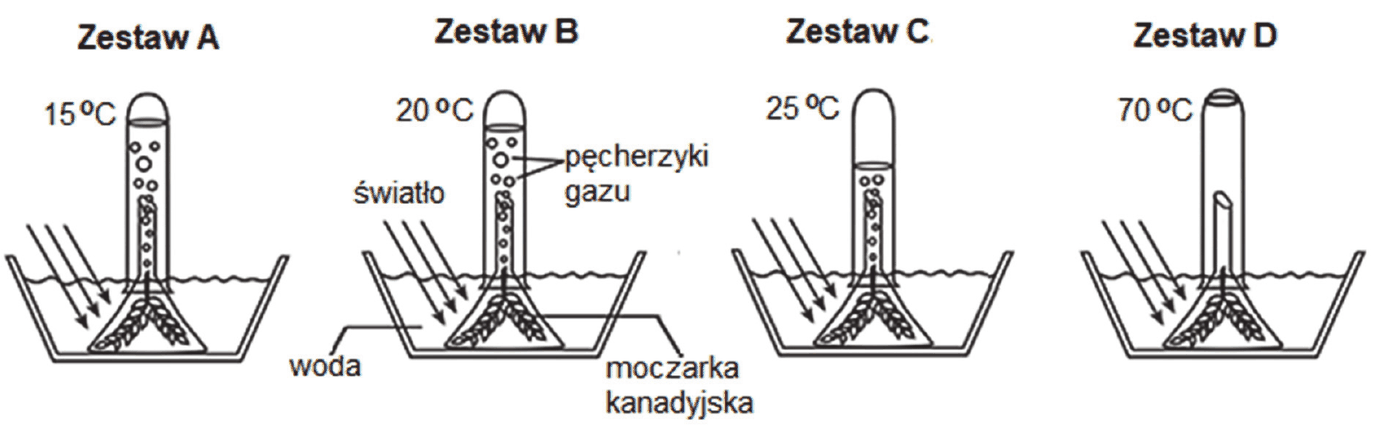 cztery rysunki takich samych zestawów doświadczalnych - zlewka z wodą i pędem moczarki kanadyjskiej przykryta szklanym lejkiem, na którym odwrócona probówka; ukośne strzałki oznaczają światło. Zestaw A (15 °C): w probówce nieliczne pęcherzyki gazu i niewielka warstwa zebranego gazu u góry. Zestaw B (20 °C): więcej pęcherzyków gazu i większa warstwa gazu u góry probówki. Zestaw C (25 °C): najwięcej pęcherzyków gazu i największa warstwa zebranego gazu u góry probówki. Zestaw D (70 °C): brak pęcherzyków gazu, probówka wypełniona wodą