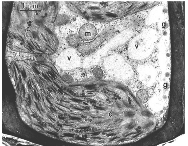 mikrofotografia elektronowa fragmentu komórki mchu ze skalą 1 µm. Widoczne są liczne duże chloroplasty z wyraźnym systemem błon tylakoidów i granami (oznaczone c), mitochondria (m), jasne wakuole (v) oraz ciemne, okrągłe krople tłuszczu w cytoplazmie (g); całość otoczona ścianą komórkową