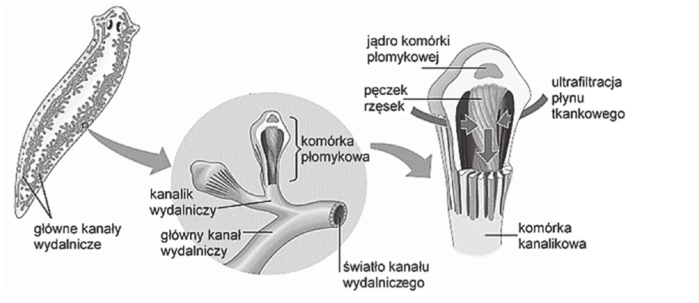 trzy powiązane rysunki. Po lewej sylwetka wypławka z zaznaczonymi głównymi kanałami wydalniczymi biegnącymi wzdłuż ciała. W środku powiększony fragment układu: komórka płomykowa osadzona na kanaliku wydalniczym, który uchodzi do głównego kanału wydalniczego ze wskazanym światłem kanału wydalniczego. Po prawej dalsze powiększenie komórki płomykowej: widoczne jądro komórki płomykowej i pęczek rzęsek zwrócony do wnętrza komórki, strzałki po bokach oznaczają ultrafiltrację płynu tkankowego przez ścianę komórki, a strzałka skierowana w dół - przepływ płynu do komórki kanalikowej