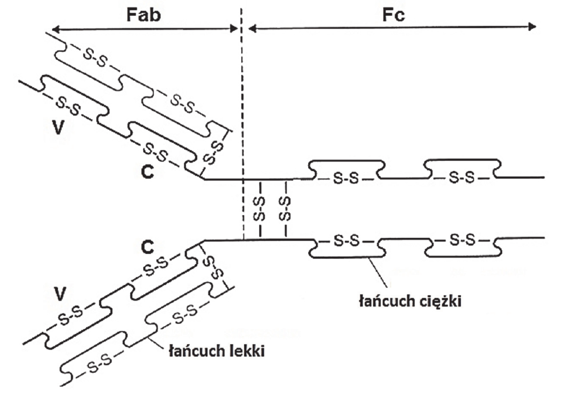 schemat cząsteczki IgG w kształcie litery Y. Dwa krótsze łańcuchy lekkie i dwa dłuższe łańcuchy ciężkie; w każdym łańcuchu zaznaczono odcinek zmienny V i odcinek stały C. Zaznaczono cztery mostki disiarczkowe (S-S) łączące różne łańcuchy: po jednym między każdym łańcuchem lekkim a ciężkim oraz dwa między łańcuchami ciężkimi, a także mostki wewnątrzłańcuchowe. Ramiona litery Y opisano jako fragment Fab, a trzon - jako fragment Fc