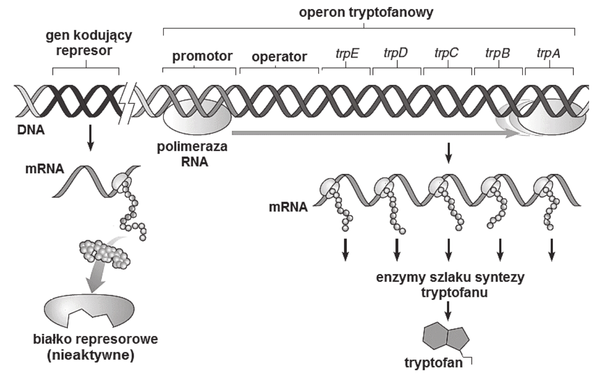 schemat operonu tryptofanowego na nici DNA. Po lewej gen kodujący represor, z którego powstaje mRNA, a po translacji - nieaktywne białko represorowe. Po prawej operon tryptofanowy: promotor, operator oraz geny trpE, trpD, trpC, trpB i trpA. Polimeraza RNA związana z promotorem przesuwa się wzdłuż genów i przepisuje je na mRNA, na podstawie którego powstają enzymy szlaku syntezy tryptofanu, a te wytwarzają tryptofan. Nieaktywny represor nie jest przyłączony do operatora, więc transkrypcja zachodzi