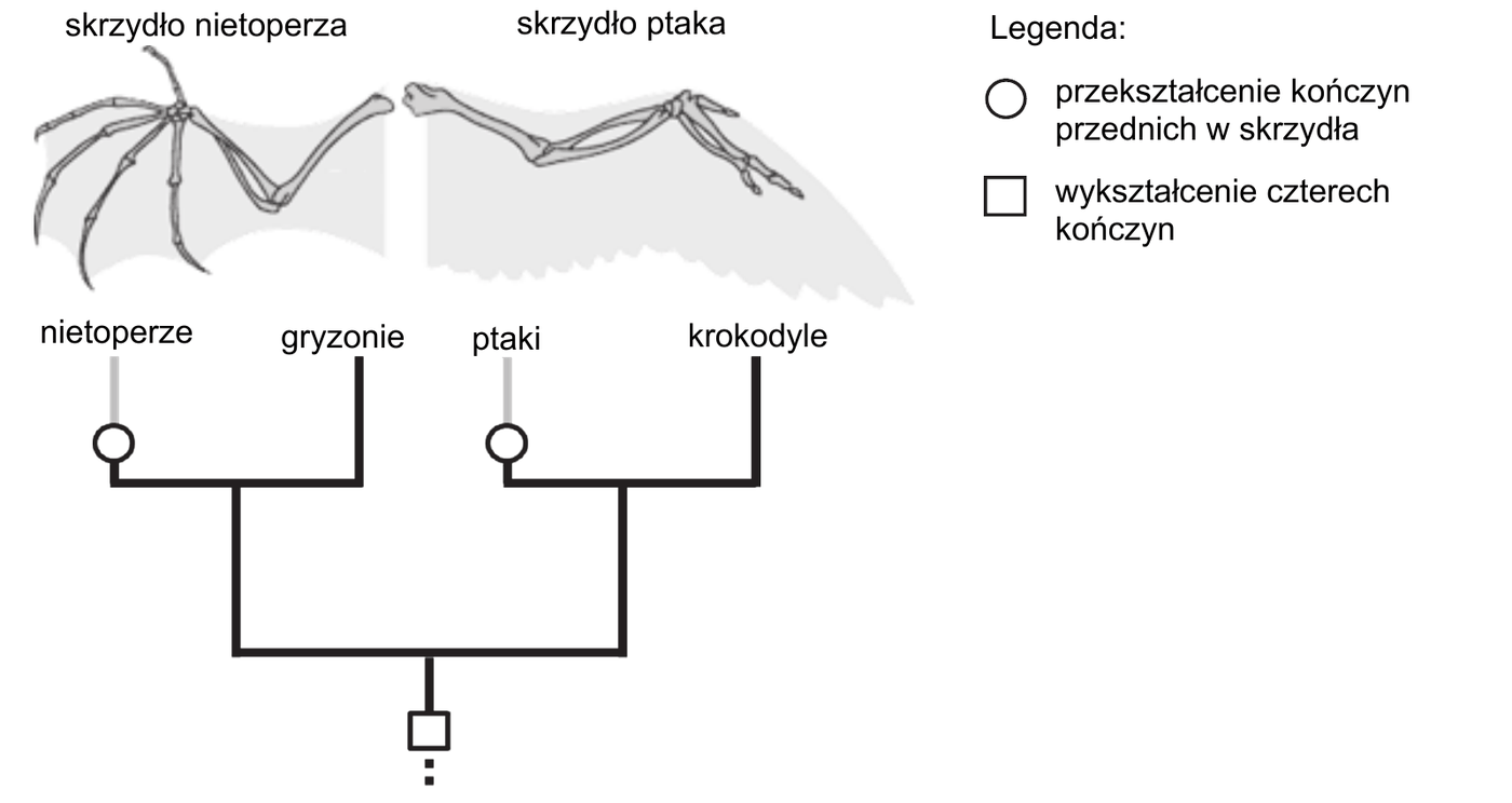 po lewej szkielet skrzydła nietoperza z bardzo wydłużonymi kośćmi palców rozpinającymi błonę lotną, po prawej szkielet skrzydła ptaka z krótkimi, zredukowanymi palcami i piórami tworzącymi powierzchnię nośną. Pod spodem drzewo filogenetyczne czterech grup: nietoperze, gryzonie, ptaki, krokodyle. Nietoperze tworzą parę z gryzoniami, a ptaki z krokodylami; obie pary łączą się w jednym wspólnym przodku u podstawy drzewa. Kółkiem zaznaczono niezależne przekształcenie kończyn przednich w skrzydła - osobno na linii nietoperzy i osobno na linii ptaków - a kwadratem u podstawy drzewa wykształcenie czterech kończyn u wspólnego przodka