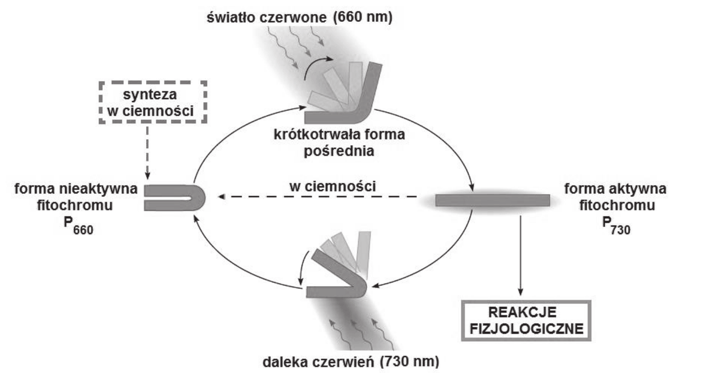 schemat przemian fitochromu. Forma nieaktywna P660 pod wpływem światła czerwonego (660 nm) przechodzi przez krótkotrwałą formę pośrednią w formę aktywną P730; forma aktywna P730 pod wpływem dalekiej czerwieni (730 nm) wraca do formy nieaktywnej P660, a w ciemności przekształca się w formę nieaktywną powoli. Zaznaczono syntezę fitochromu w ciemności oraz to, że forma aktywna P730 wywołuje reakcje fizjologiczne