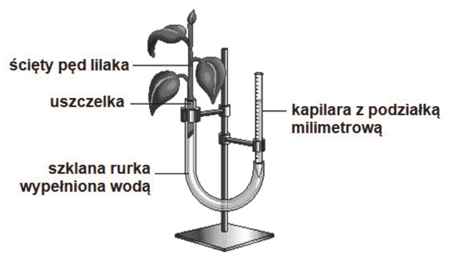 rysunek zestawu doświadczalnego - ścięty pęd lilaka z liśćmi osadzony przez uszczelkę w szklanej rurce wypełnionej wodą, zakończonej poziomą kapilarą z podziałką milimetrową; całość ustawiona na statywie