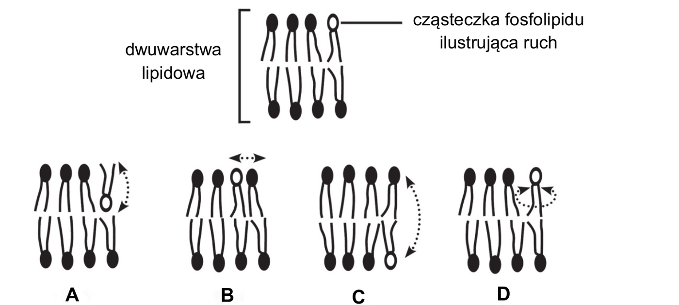 nad przykładami umieszczono legendę - fragment dwuwarstwy lipidowej z jedną cząsteczką fosfolipidu o białej (niezaczernionej) główce, która ilustruje ruch. Poniżej cztery schematy tego samego fragmentu dwuwarstwy, oznaczone A-D, w każdym inny ruch zaznaczonej cząsteczki. A - cząsteczka o białej główce tkwi w poprzek, wewnątrz hydrofobowego wnętrza dwuwarstwy, a pionowa strzałka o dwóch grotach wskazuje jej przemieszczanie się w górę i w dół w poprzek błony. B - cząsteczka o białej główce pozostaje w warstwie zewnętrznej, a pozioma strzałka o dwóch grotach nad nią wskazuje przemieszczanie się w bok, w obrębie tej samej warstwy. C - długa, zakrzywiona strzałka prowadzi od warstwy wewnętrznej do warstwy zewnętrznej, wskazując przejście cząsteczki z jednej warstwy dwuwarstwy do drugiej. D - wokół główki cząsteczki narysowano kolistą strzałkę wskazującą obrót cząsteczki wokół własnej osi.